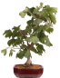 Preview: Bonsai - Ginkgo biloba - Fächerblattbaum 227/33