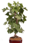 Preview: Bonsai - Ginkgo biloba - Fächerblattbaum 227/33