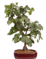 Preview: Bonsai - Ginkgo biloba - Fächerblattbaum 227/33