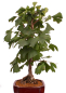 Preview: Bonsai - Ginkgo biloba - Fächerblattbaum 227/33