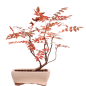 Preview: Bonsai Sorbus aucuparia – Eberesche – 27 cm - 227/34