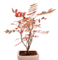 Preview: Bonsai Sorbus aucuparia – Eberesche – 27 cm - 227/34