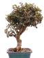 Preview: Bonsai - Olea europaea Sylvestris - Wild-Olive 228/02