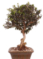 Preview: Bonsai - Olea europaea Sylvestris - Wild-Olive 228/03