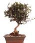 Preview: Bonsai - Olea europaea Sylvestris - Wild-Olive 228/03