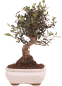 Preview: Bonsai - Olea europaea Sylvestris - Wild-Olive 228/04