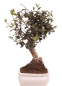Preview: Bonsai - Olea europaea Sylvestris - Wild-Olive 228/04