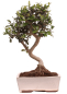 Preview: Bonsai - Olea europaea Sylvestris - Wild-Olive 228/05