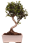 Preview: Bonsai - Olea europaea Sylvestris - Wild-Olive 228/05