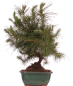 Preview: Bonsai - Pinus halepensis - Aleppo Kiefer 228/06