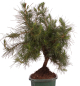Preview: Bonsai - Pinus halepensis - Aleppo Kiefer 228/06