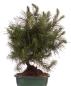 Preview: Bonsai - Pinus halepensis - Aleppo Kiefer 228/06