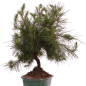 Preview: Bonsai - Pinus halepensis - Aleppo Kiefer 228/06
