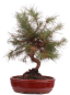 Preview: Bonsai - Pinus halepensis - Aleppo Kiefer 228/06