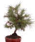 Preview: Bonsai - Pinus halepensis - Aleppo Kiefer 228/06