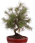 Preview: Bonsai - Pinus halepensis - Aleppo Kiefer 228/06