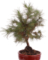 Preview: Bonsai - Pinus halepensis - Aleppo Kiefer 228/06