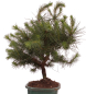 Preview: Bonsai - Pinus halepensis - Aleppo Kiefer 228/07