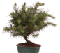 Preview: Bonsai - Pinus halepensis - Aleppo Kiefer 228/07