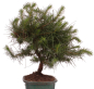 Preview: Bonsai - Pinus halepensis - Aleppo Kiefer 228/07
