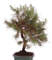 Preview: Bonsai - Pinus halepensis - Aleppo Kiefer 228/07