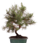 Preview: Bonsai - Pinus halepensis - Aleppo Kiefer 228/07
