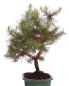 Preview: Bonsai - Pinus halepensis - Aleppo Kiefer 228/07