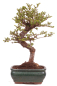Preview: Bonsai - Ulmus parvifolia 'Seiju' - Chinesische Ulme - sehr kleine Blätter 228/10