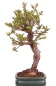 Preview: Bonsai - Ulmus parvifolia 'Seiju' - Chinesische Ulme - sehr kleine Blätter 228/10