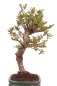 Preview: Bonsai - Ulmus parvifolia 'Seiju' - Chinesische Ulme - sehr kleine Blätter 228/10