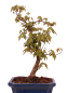 Preview: Bonsai - Acer buergerianum - Dreispitzahorn 228/12