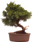 Preview: Bonsai - Juniperus chinensis 'Kyushu', Chinesischer Wacholder 228/13