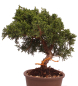 Preview: Bonsai - Juniperus chinensis 'Kyushu', Chinesischer Wacholder 228/13