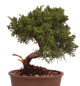 Preview: Bonsai - Juniperus chinensis 'Kyushu', Chinesischer Wacholder 228/13