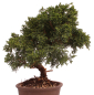 Preview: Bonsai - Juniperus chinensis 'Kyushu', Chinesischer Wacholder 228/13