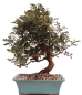 Preview: Bonsai - Pistacia lentiscus - Pistazie 228/19