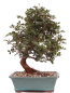 Preview: Bonsai - Pistacia lentiscus - Pistazie 228/19