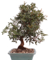 Preview: Bonsai - Pistacia lentiscus - Pistazie 228/19