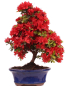 Preview: Bonsai - Japanische Satsuki Azalee - Rhododendron indicum 228/20