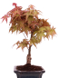 Preview: Bonsai - Acer palmatum Deshojo - roter Fächerahorn 228/21