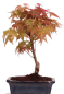 Preview: Bonsai - Acer palmatum Deshojo - roter Fächerahorn 228/21