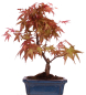 Preview: Bonsai - Acer palmatum Deshojo - roter Fächerahorn 228/22