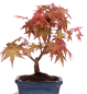 Preview: Bonsai - Acer palmatum Deshojo - roter Fächerahorn 228/22