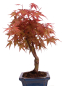 Preview: Bonsai - Acer palmatum Deshojo - roter Fächerahorn 228/23