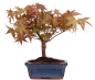 Preview: Bonsai - Acer palmatum Deshojo - roter Fächerahorn 228/25