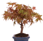 Preview: Bonsai - Acer palmatum Deshojo - roter Fächerahorn 228/25