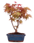 Preview: Bonsai - Acer palmatum Deshojo - roter Fächerahorn 228/26
