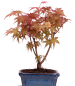 Preview: Bonsai - Acer palmatum Deshojo - roter Fächerahorn 228/26