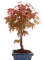 Preview: Bonsai - Acer palmatum Deshojo - roter Fächerahorn 228/26