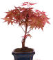 Preview: Bonsai - Acer palmatum Deshojo - roter Fächerahorn 228/27